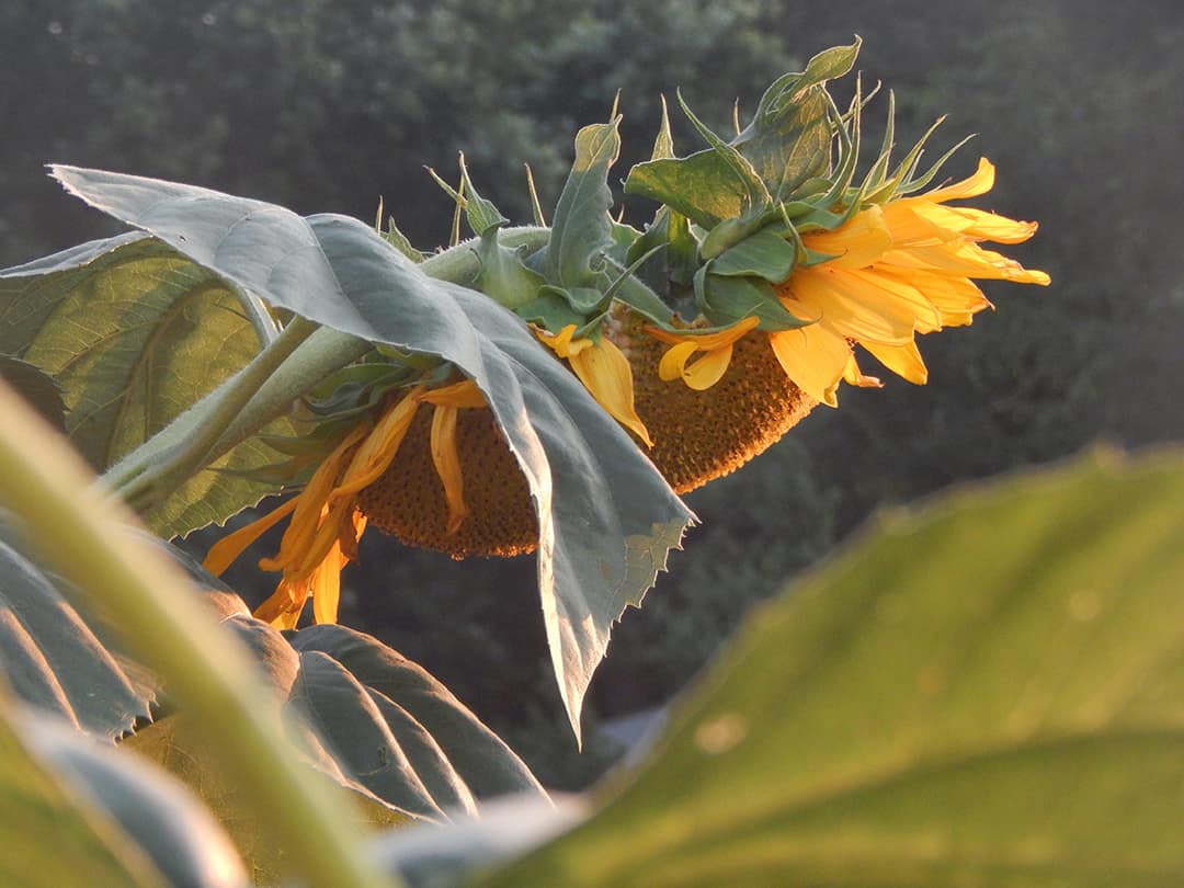 bowed sunflower
